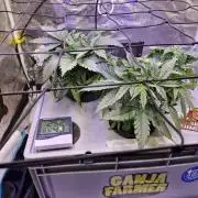 Ganja Farmer x HydroHackz 2026#1 Test