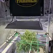 2x Diesel Auto im Aeroponic System