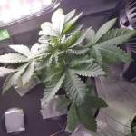 GDP / GC Auto Fem