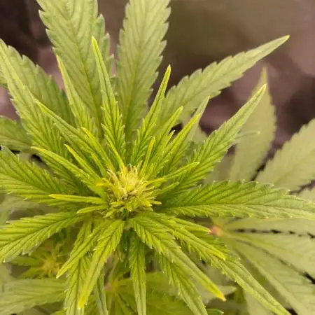 Banana Purple Punch 420FB