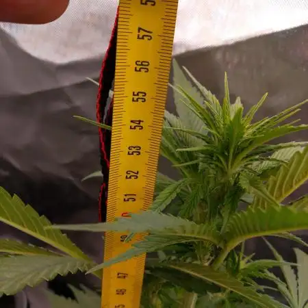 Banana Purple Punch 420FB