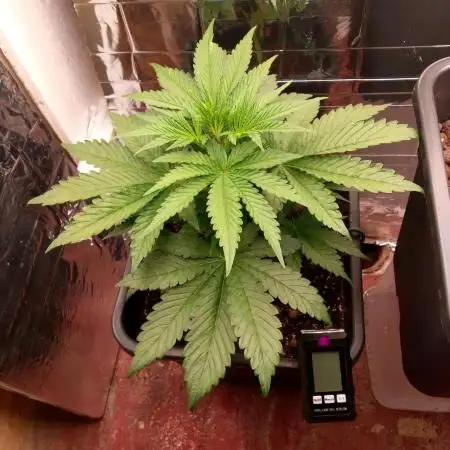 Banana Purple Punch 420FB