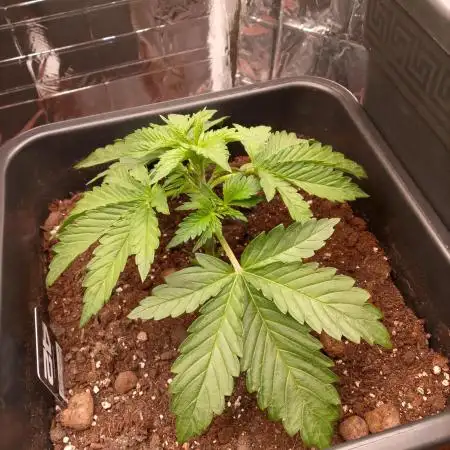 Banana Purple Punch 420FB