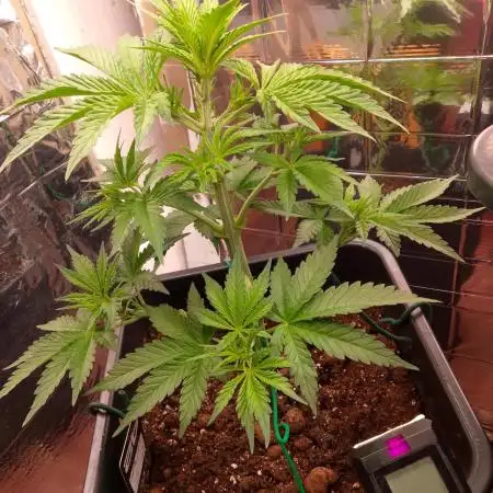 Banana Purple Punch 420FB