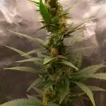 Banana Purple Punch 420FB