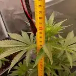 Banana Purple Punch 420FB