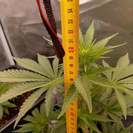 Banana Purple Punch 420FB