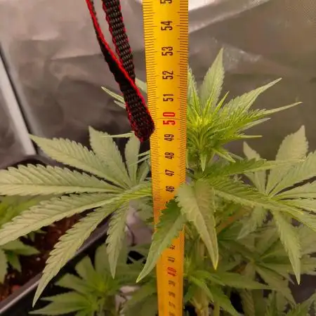 Banana Purple Punch 420FB
