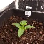 Banana Purple Punch 420FB