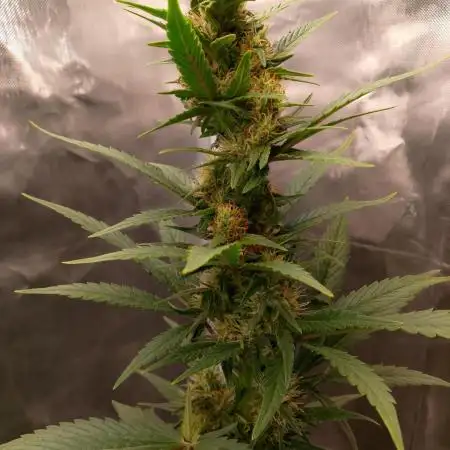 Banana Purple Punch 420FB