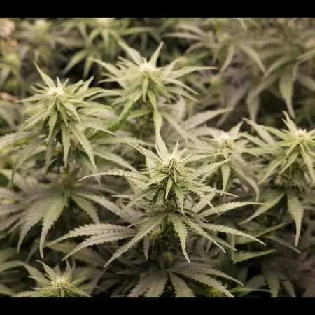 Do-Si-Dos or Sour Diesel?