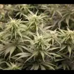 Do-Si-Dos or Sour Diesel?