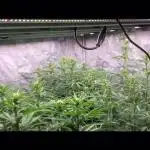 Do-Si-Dos or Sour Diesel?