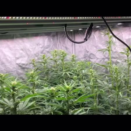 Do-Si-Dos or Sour Diesel?