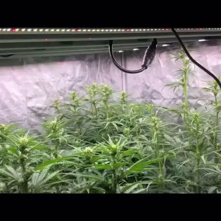 Do-Si-Dos or Sour Diesel?