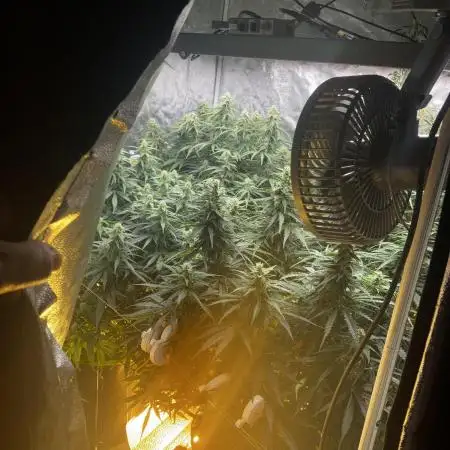 Do-Si-Dos or Sour Diesel?