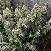Do-Si-Dos or Sour Diesel?