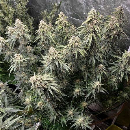 Do-Si-Dos or Sour Diesel?