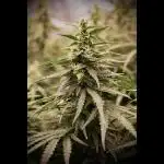 Do-Si-Dos or Sour Diesel?