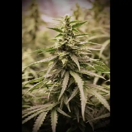 Do-Si-Dos or Sour Diesel?