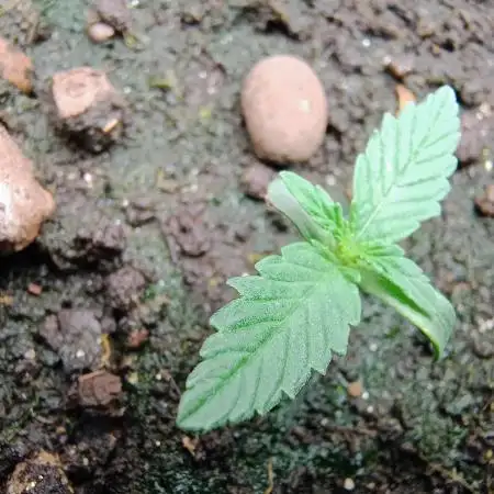 Frosty Guava Auto