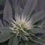 Alien Blueberry Cookies Regular (#1)