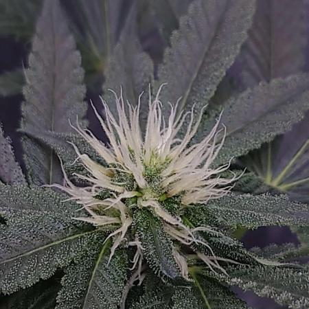 Alien Blueberry Cookies Regular (#1)