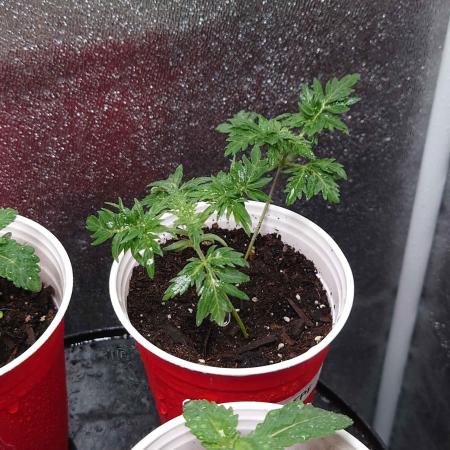 Frosty's Purple Freak DWC