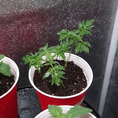 Frosty's Purple Freak DWC