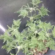Frosty's Purple Freak DWC