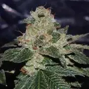Alien Blueberry Cookies Regular (#1)