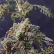 Frosty's Purple Freak DWC
