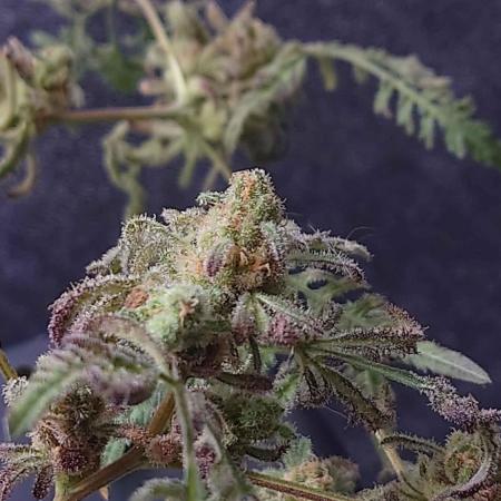 Frosty's Purple Freak DWC