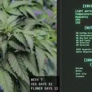 Solfire Gardens - Trich Beast