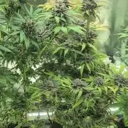 Doctor's Choice - Black mamba #42