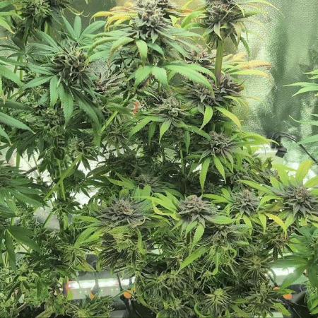 Doctor's Choice - Black mamba #42
