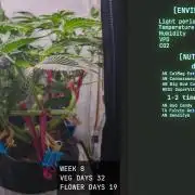 Solfire Gardens - Trich Beast