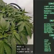 Solfire Gardens - Trich Beast