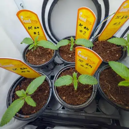 Doctor's Choice - Black mamba #42