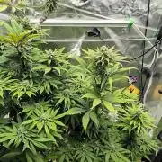Doctor's Choice - Black mamba #42