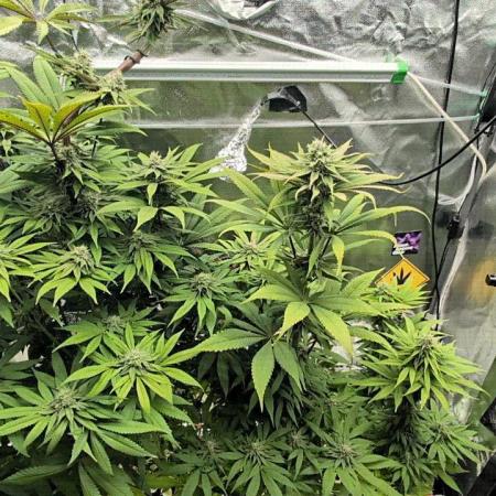 Doctor's Choice - Black mamba #42