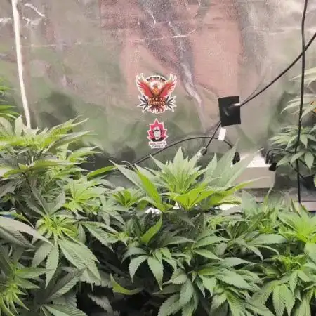 Doctor's Choice - Black mamba #42