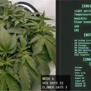 Solfire Gardens - Trich Beast