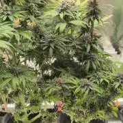 Doctor's Choice - Black mamba #42