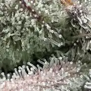 Doctor's Choice - Black mamba #42