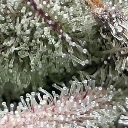 Doctor's Choice - Black mamba #42