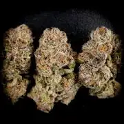 Doctor's Choice - Black mamba #42
