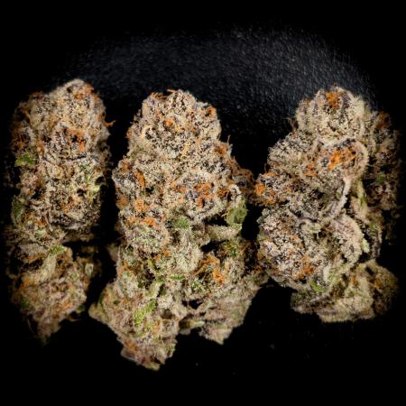 Doctor's Choice - Black mamba #42