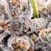 Trich beast clones experiment