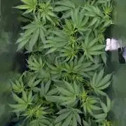 Trich beast clones experiment